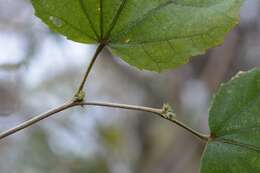 Robinsonella pilosissima Fryxell resmi