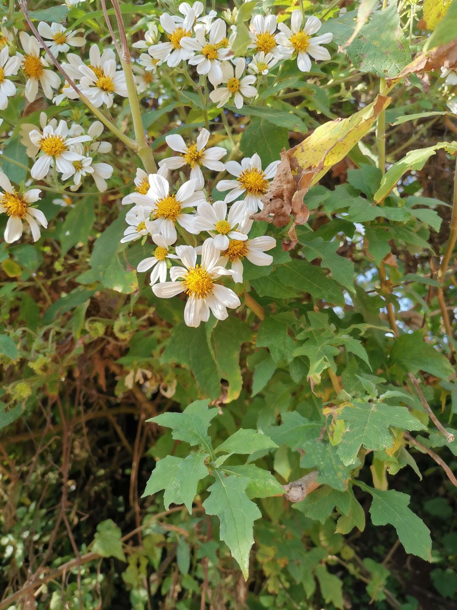 Image of Montanoa grandiflora (DC.) Hemsl.