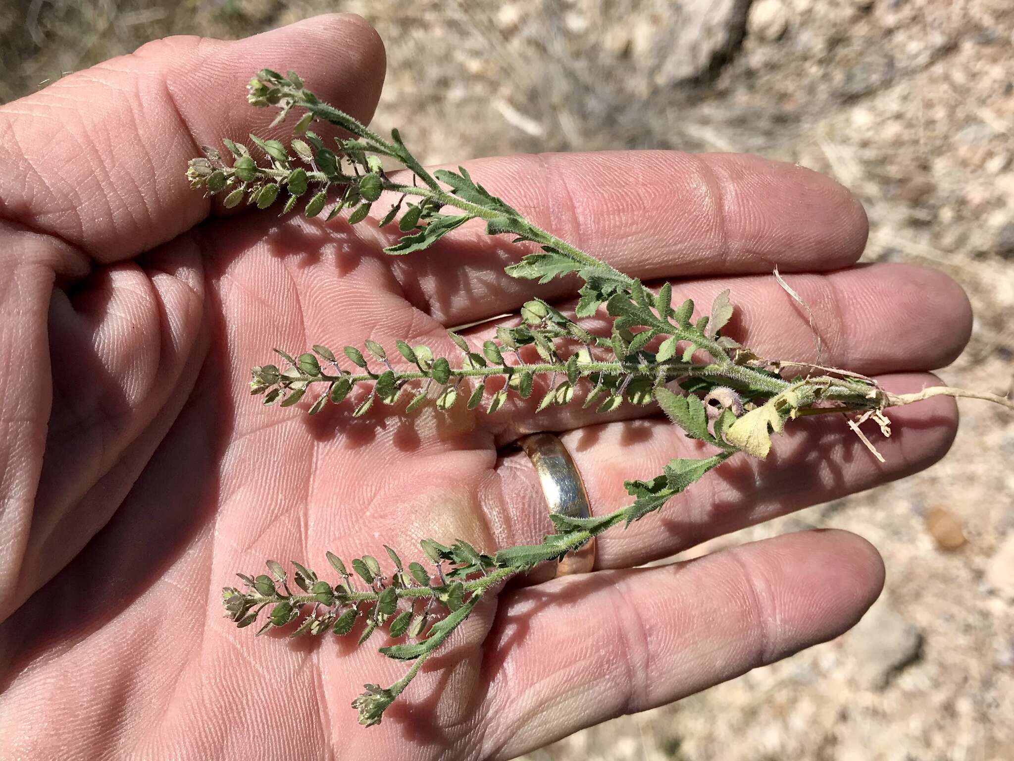 Image of shaggyfruit pepperweed