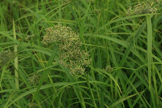 Imagem de Scirpus orientalis Ohwi