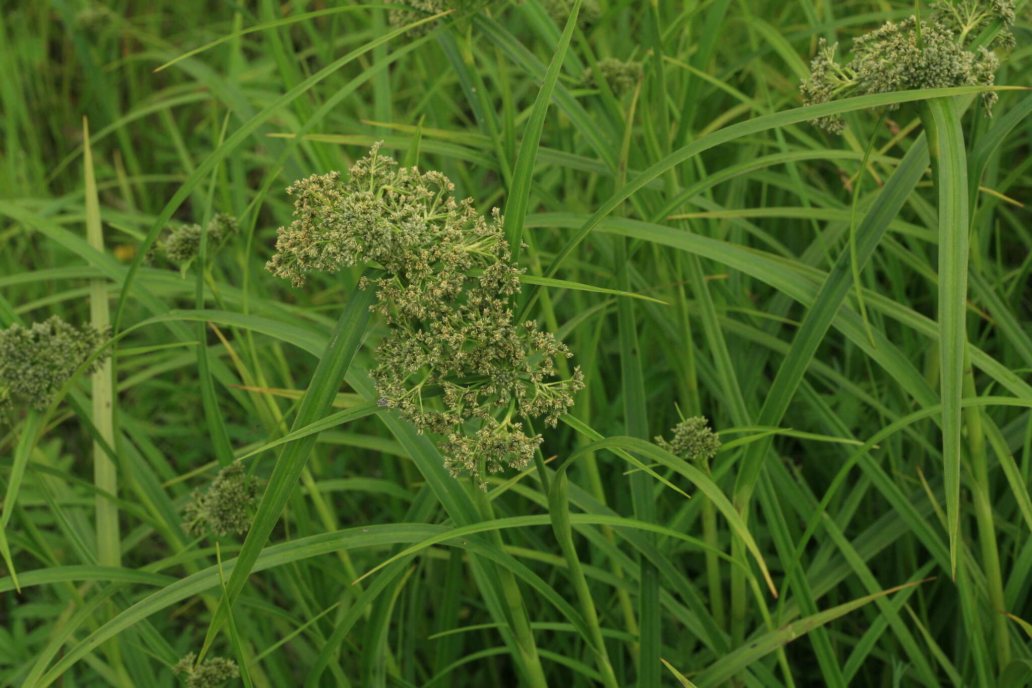 Image of Scirpus orientalis Ohwi