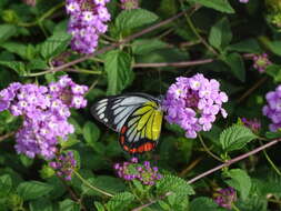 <i>Delias hyparete luzonensis</i> C. Felder & R. Felder 1862 resmi