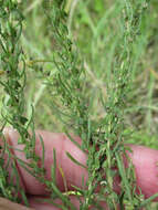 Image of narrowleaf marsh elder