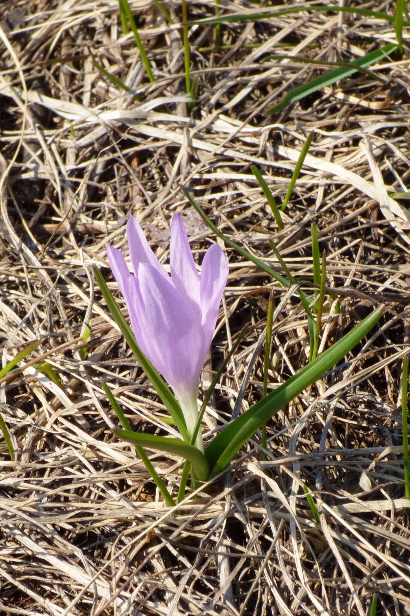 Image of Colchicum bulbocodium subsp. versicolor (Ker Gawl.) K. Perss.