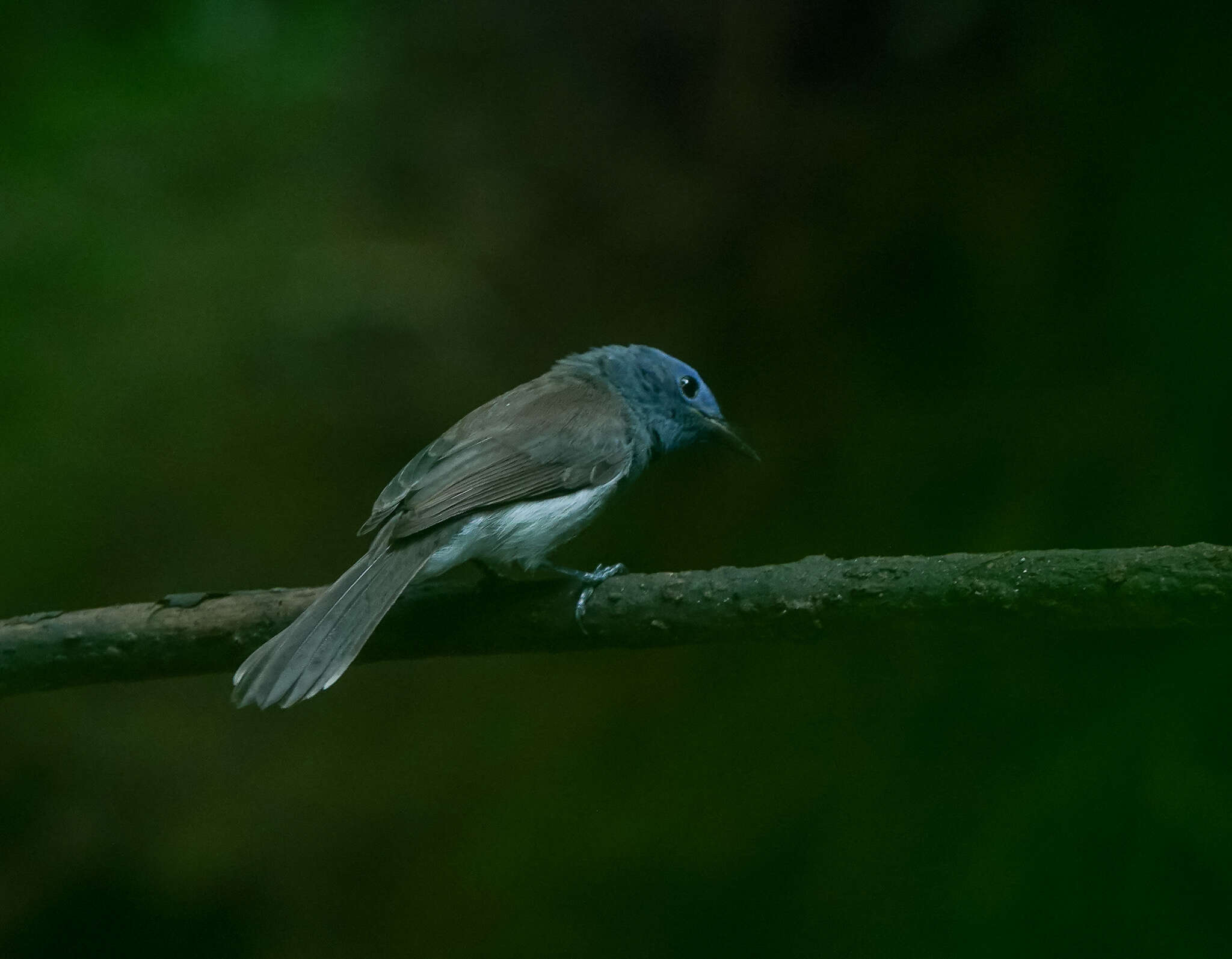 Image of Hypothymis azurea styani (Hartlaub 1899)