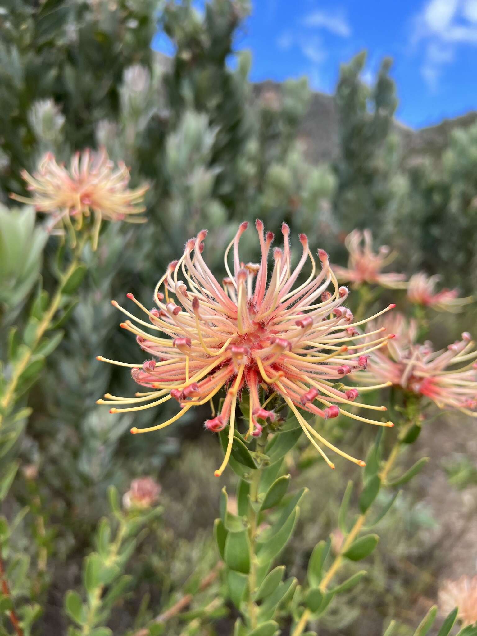 Plancia ëd Leucospermum tottum (L.) R. Br.