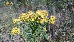 Image of Riddell's Goldenrod