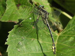 Image of Riverine Clubtail