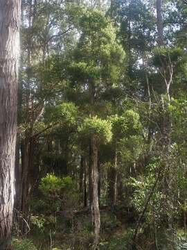 Image of Melaleuca sieberi Schauer