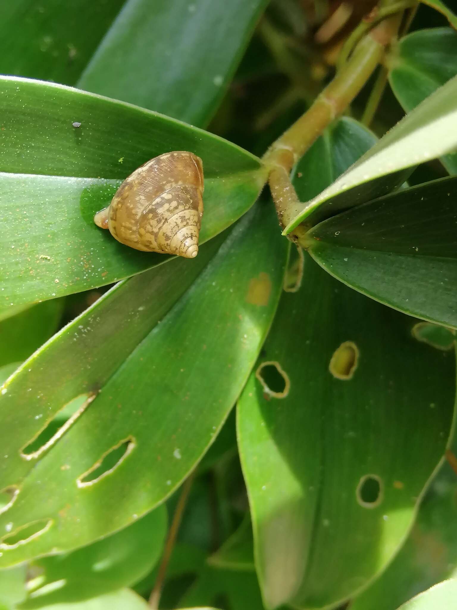 Image de Euplecta hyphasma