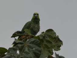 Image of Yellow-crowned Parrot, Yellow-crowned Amazon