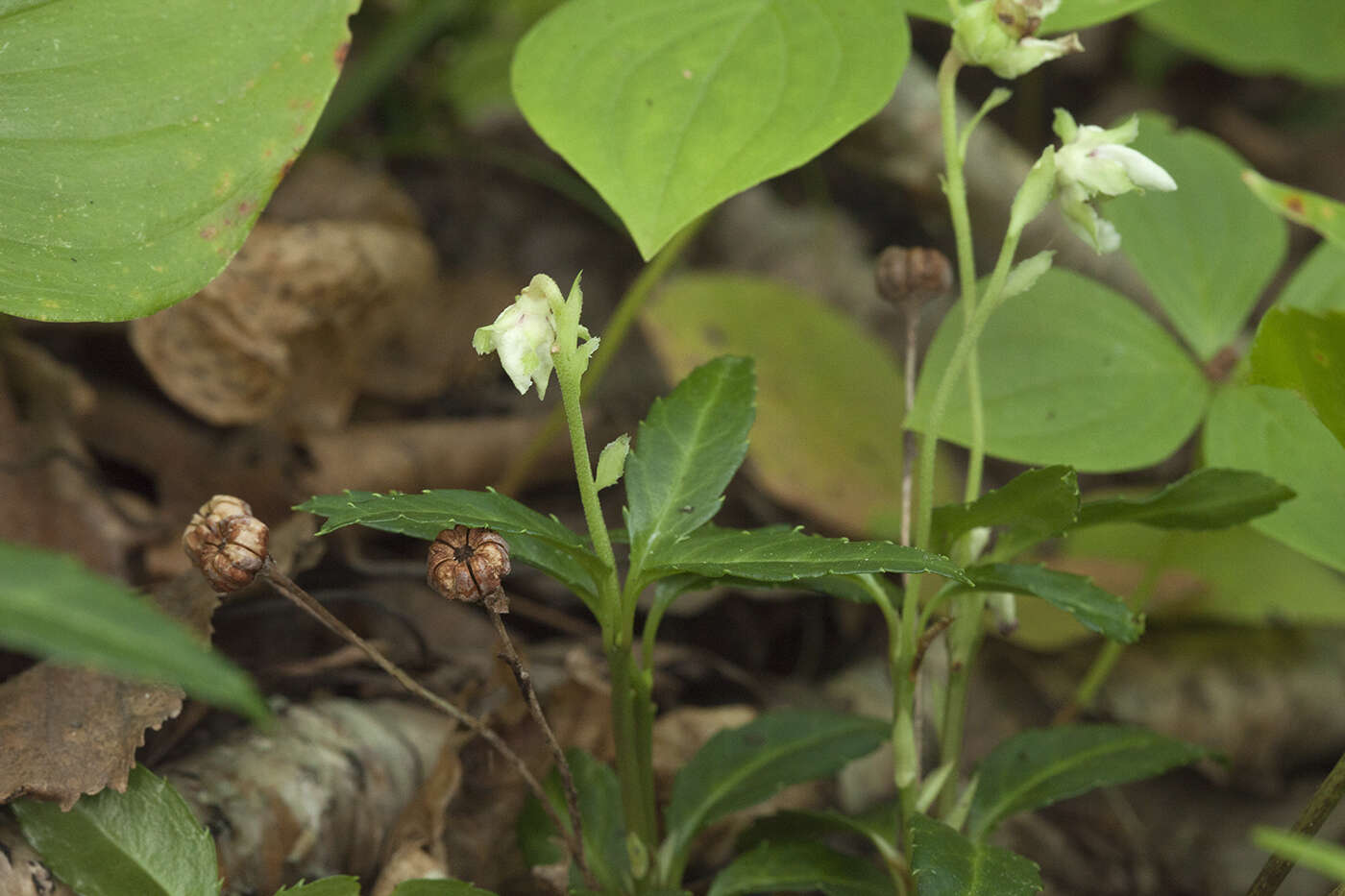 Image of Chimaphila japonica Miq.