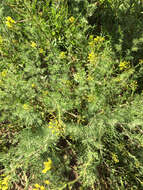 Image of western tansymustard