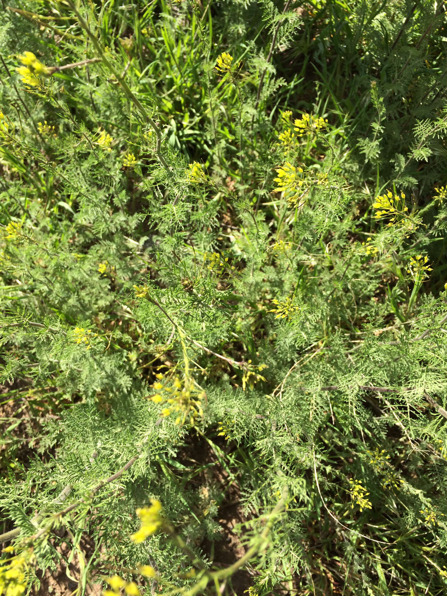 Plancia ëd Descurainia pinnata (Walter) Britton