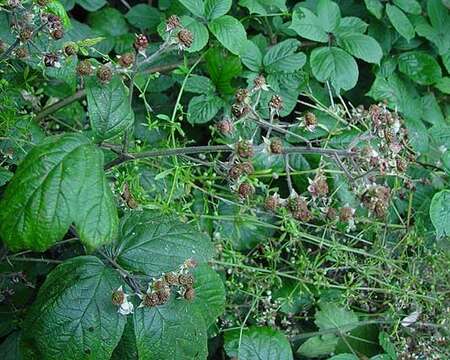 Plancia ëd Rubus macrophyllus Weihe & Nees