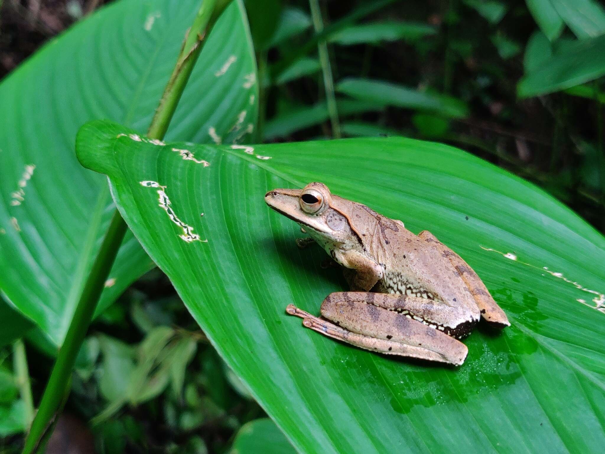 Plancia ëd Polypedates pseudocruciger Das & Ravichandran 1998