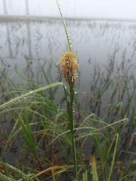 Image of water sedge