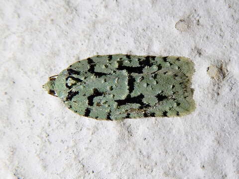 Image of Acleris literana Linnaeus 1758