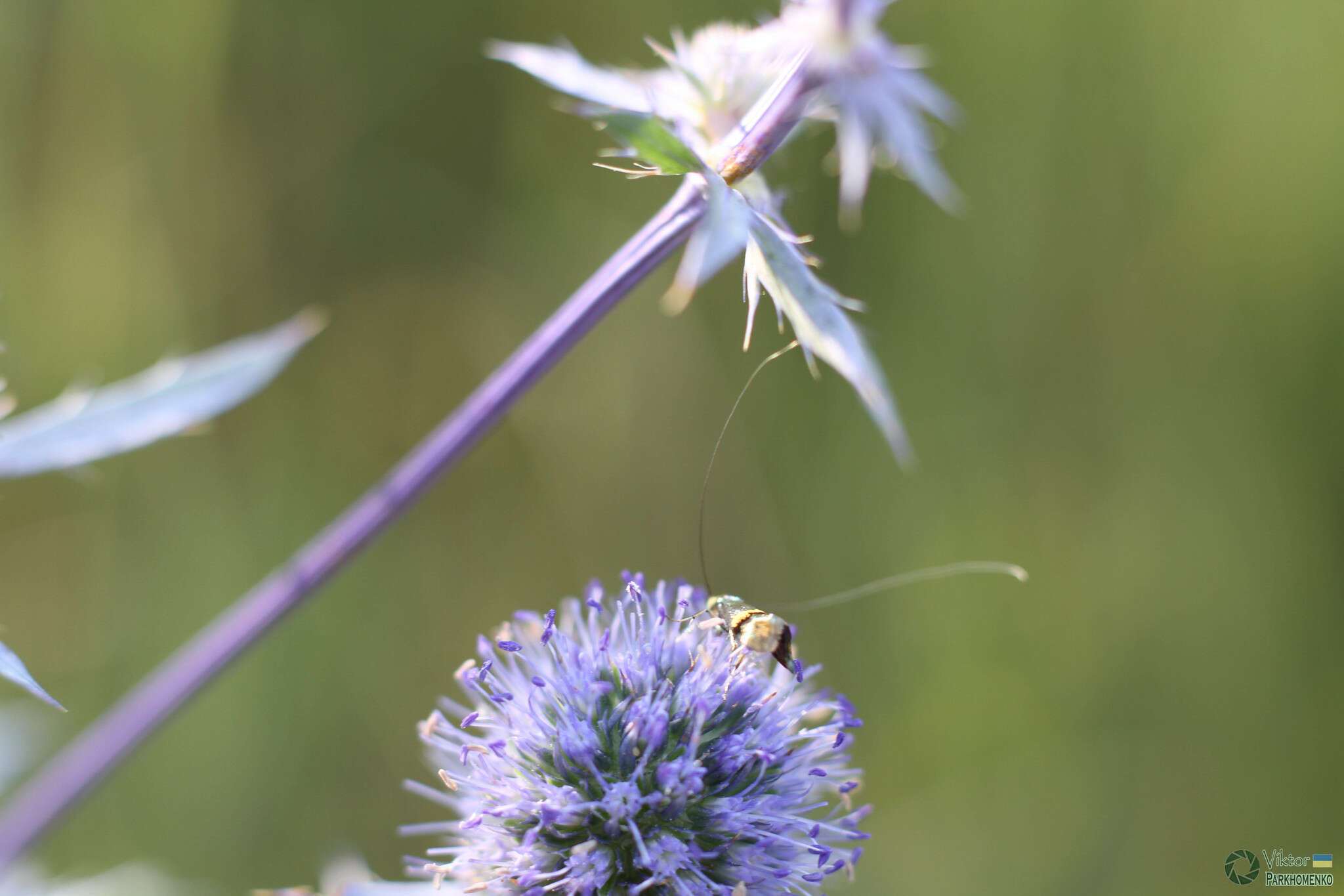 Imagem de Nemophora dumerilella (Duponchel 1839)