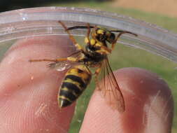 Vespula squamosa (Drury 1770) resmi