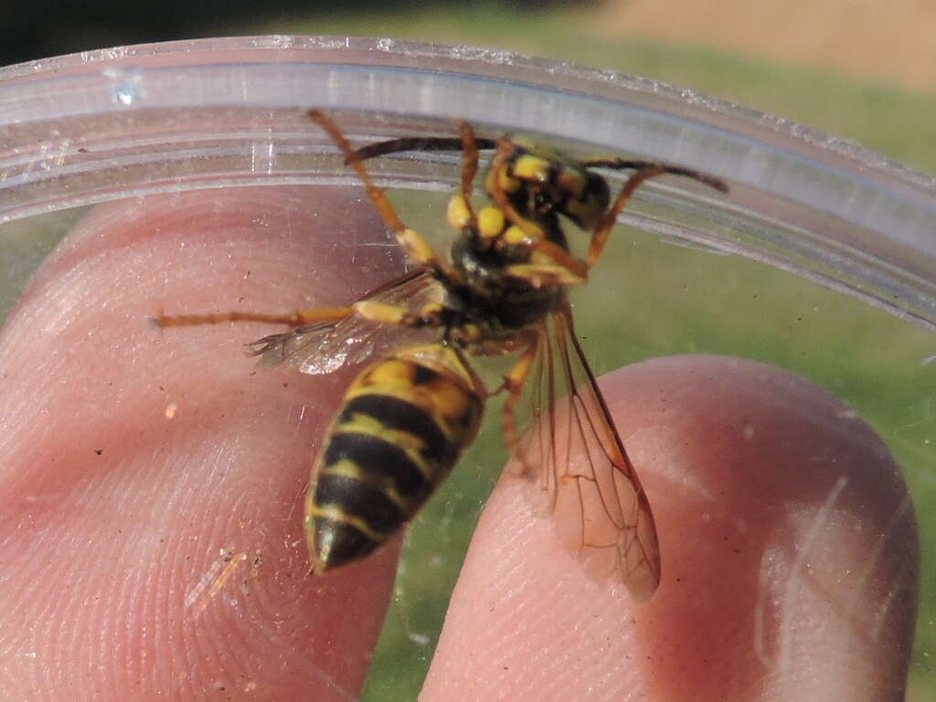 Image of Southern Yellowjacket