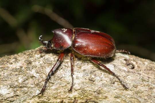 Image of Xylotrupes pauliani Silvestre 1997