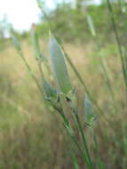 صورة Dianthus monadelphus subsp. pallens (Smith) Greuter & Burdet