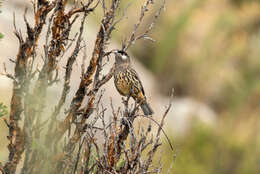 Image of White-cheeked Cotingas