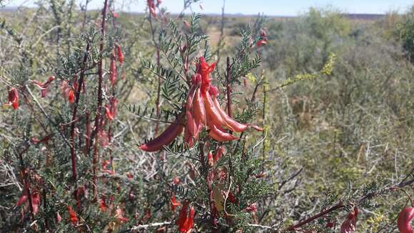 Image of Lessertia frutescens