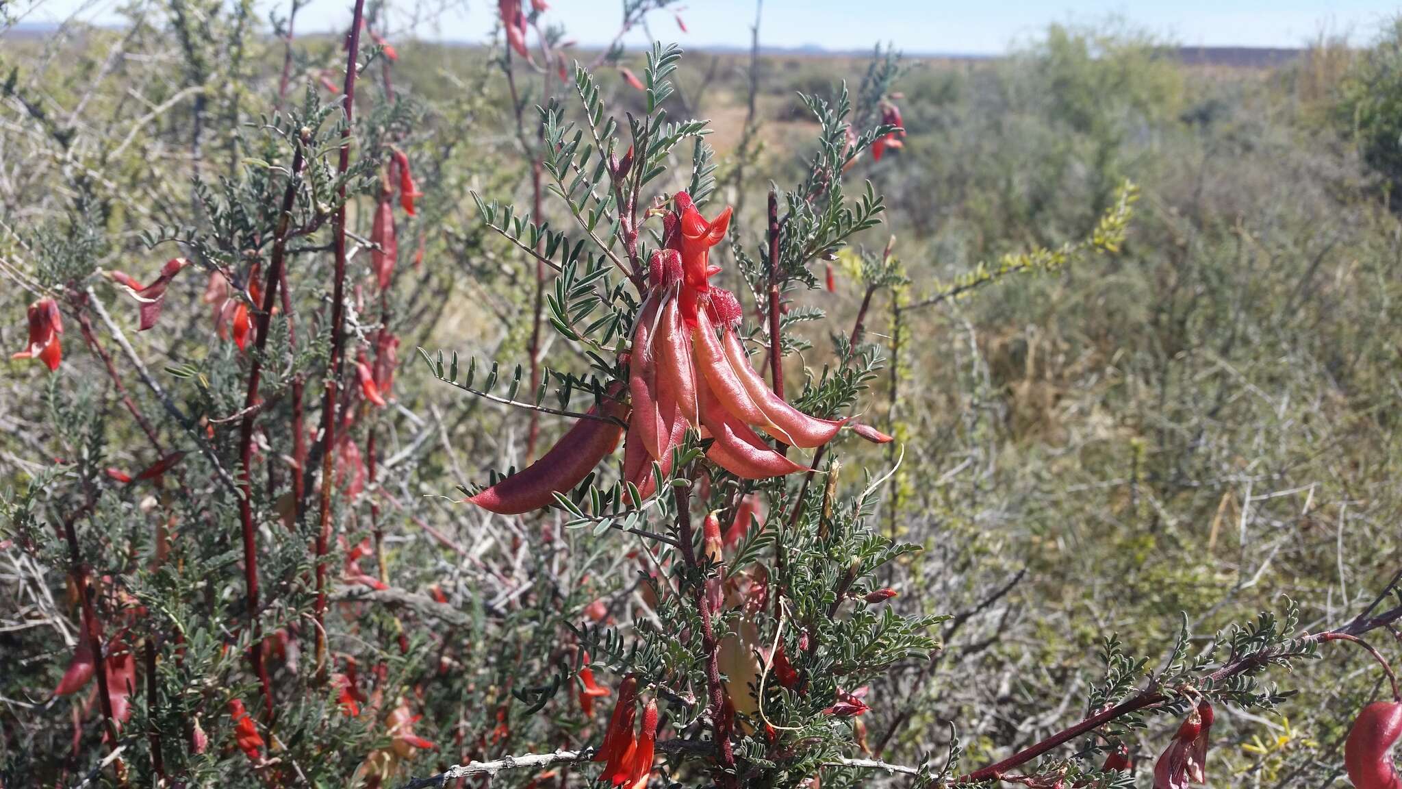 Image of Lessertia frutescens subsp. microphylla