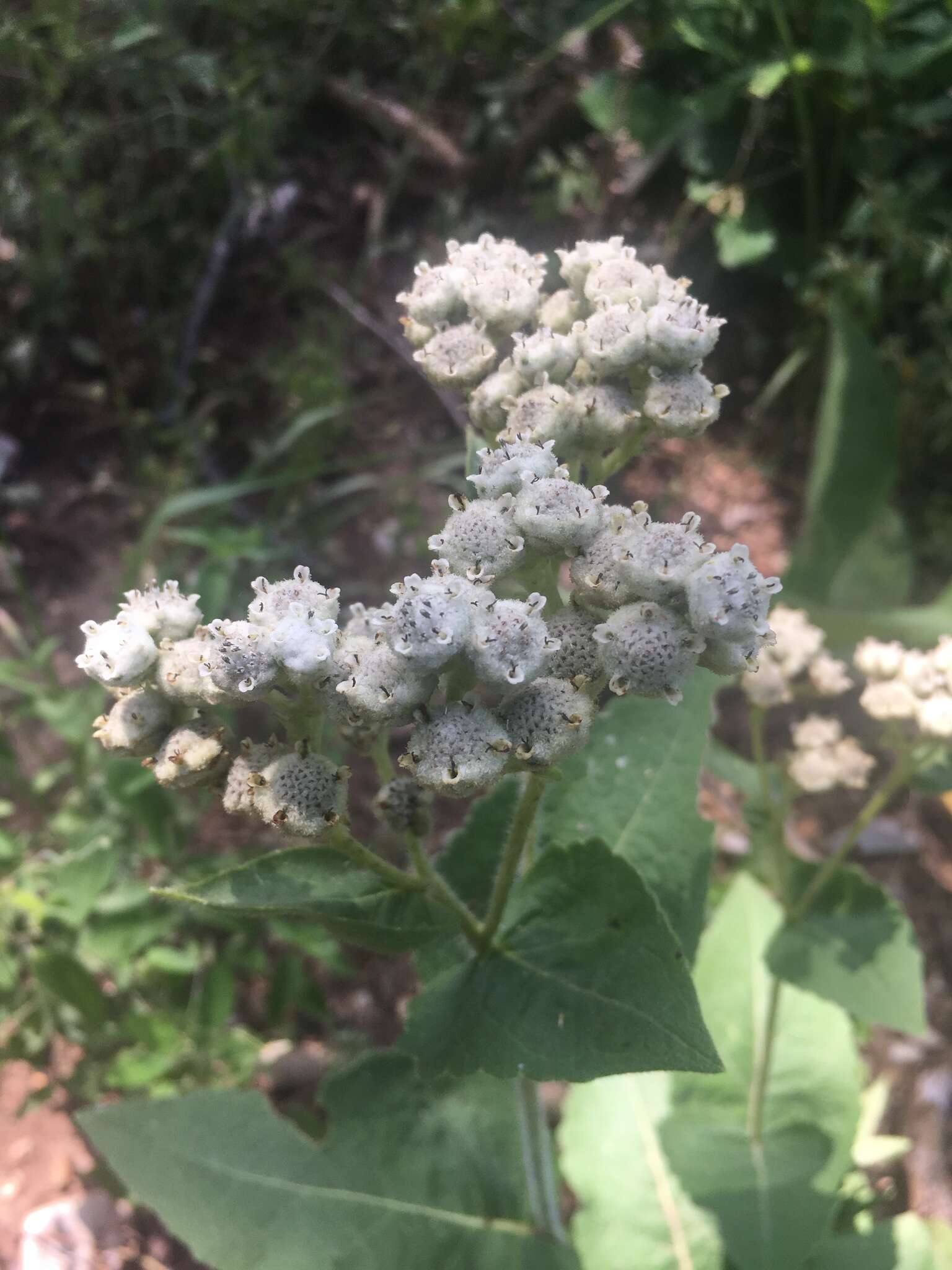 Plancia ëd Parthenium hispidum Rafin.