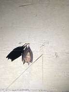 Image of Formosan Lesser Horseshoe Bat