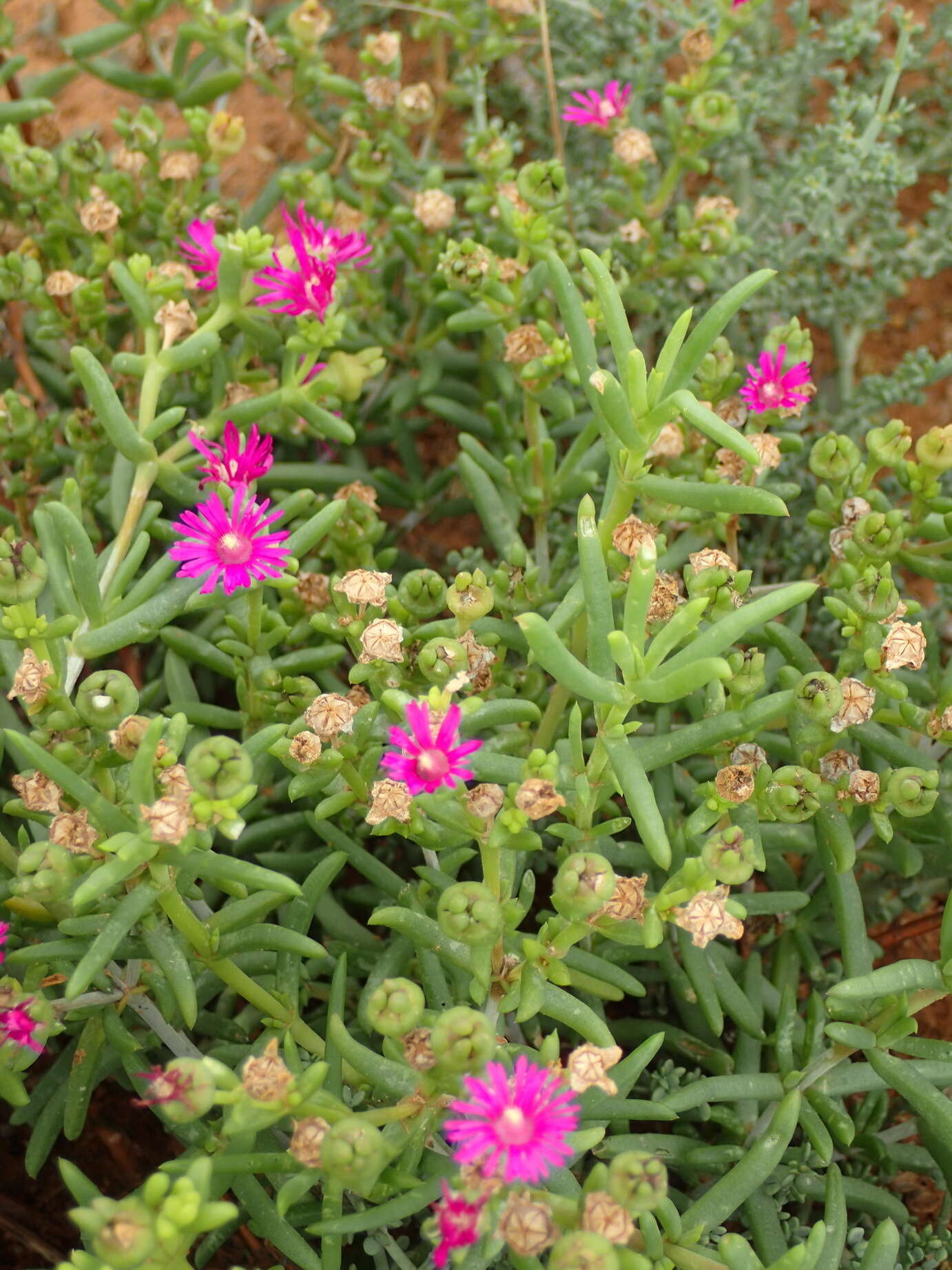 Image of Delosperma ornatulum N. E. Br. ex Stapf