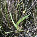 Image of Sonchus hydrophilus Boulos