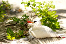 Image of tropicbirds