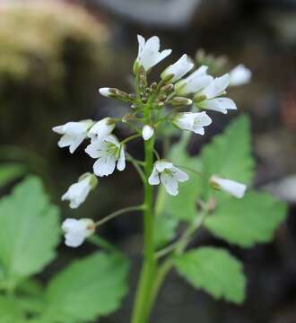 Imagem de Cardamine appendiculata Franch. & Sav.