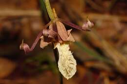 Image of Eulophia venulosa Rchb. fil.