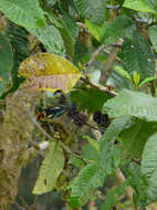 Image of Flame-faced Tanager