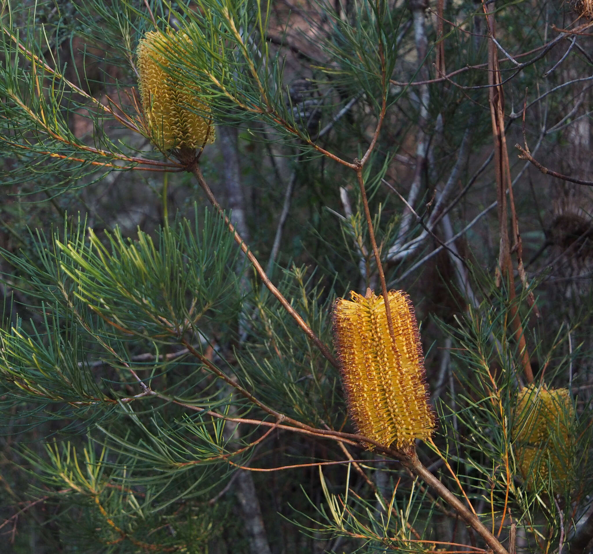 Imagem de Banksia spinulosa Sm.