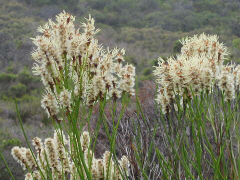 Image of Conospermum teretifolium R. Br.