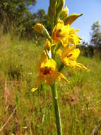 Image of Chloraea gavilu Lindl.