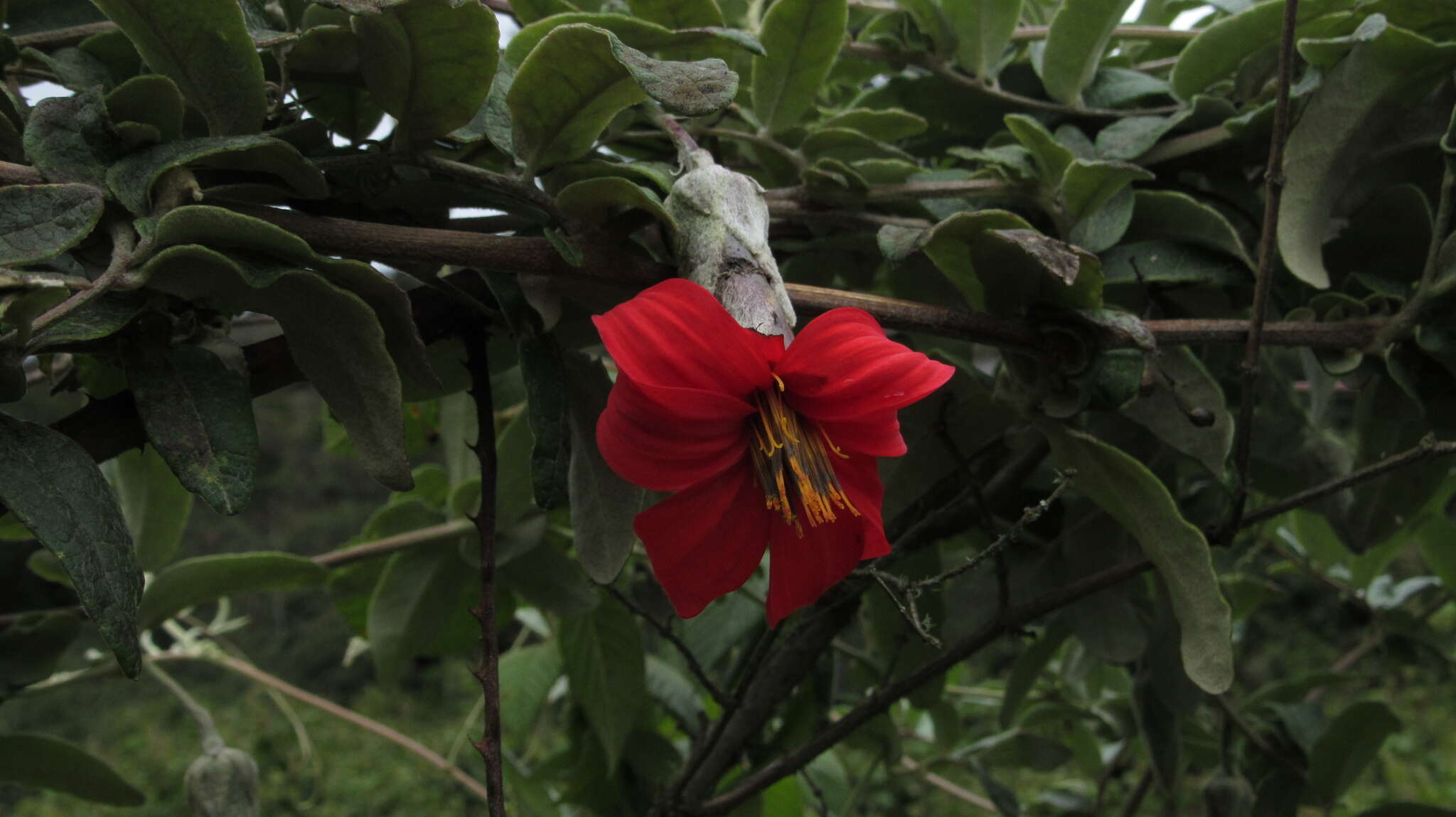 Image of Mutisia clematis L. fil.