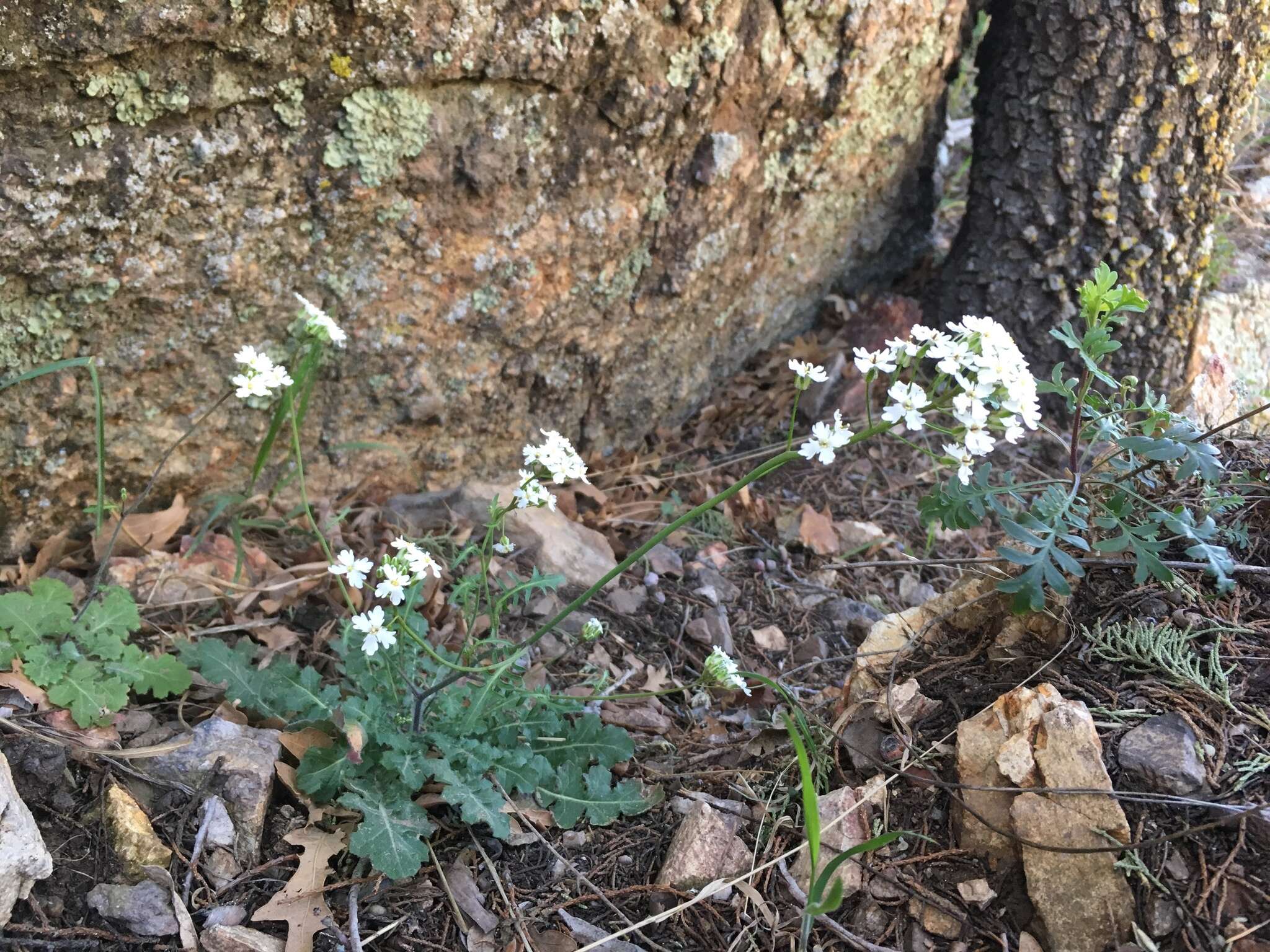 Plancia ëd Dryopetalon runcinatum A. Gray