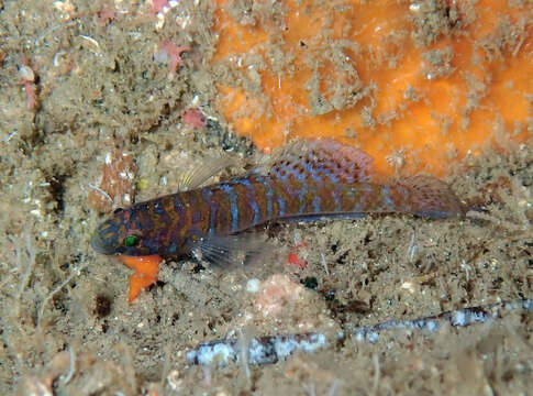 Слика од Corcyrogobius