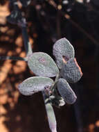 Image of <i>Acmispon argophyllus</i> var. <i>argenteus</i>