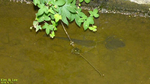 Image of Amur catfish