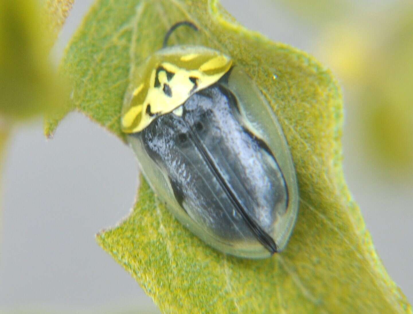 Слика од Physonota puncticollis Borowiec 1995