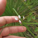 Image de Diuris oporina D. L. Jones