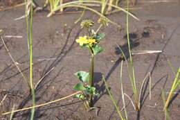 Image of Caltha palustris subsp. violacea (Khokhr.) A. N. Luferov