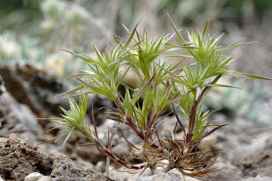 Image of Minuartia montana L.